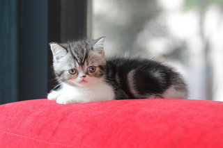 Ford Fujiwara - Exotic Shorthair Cat