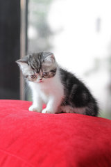 Ford Fujiwara - Exotic Shorthair Cat