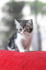 Ford Fujiwara - Exotic Shorthair Cat