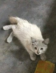 Just Rescued - Domestic Medium Hair Cat