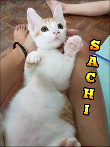 Sachi, Means Child Of Joy - Domestic Short Hair Cat