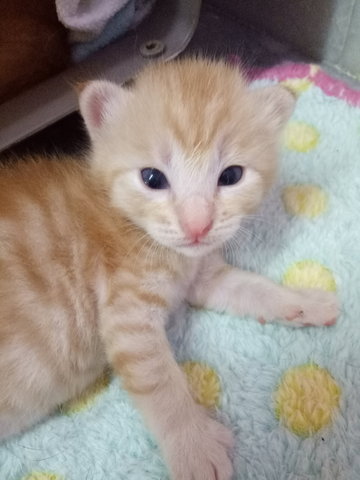 Snow - American Shorthair Cat