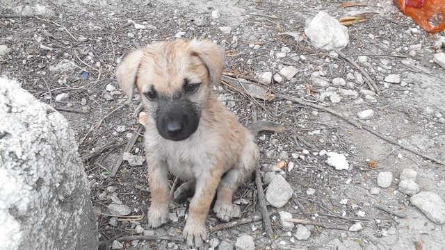 Bull Bull - Mixed Breed Dog