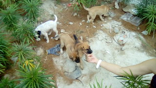 Female &amp; Her Puppies - Mixed Breed Dog