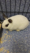 Snowy - Dwarf Rabbit