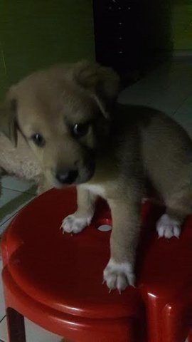 New Born 8 Weeks - Mixed Breed Dog