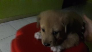 New Born 8 Weeks - Mixed Breed Dog