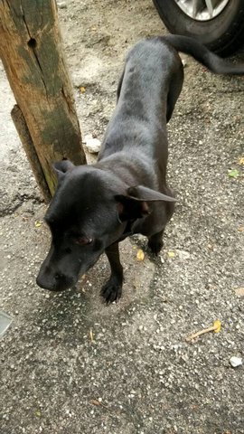 Black - Mixed Breed Dog