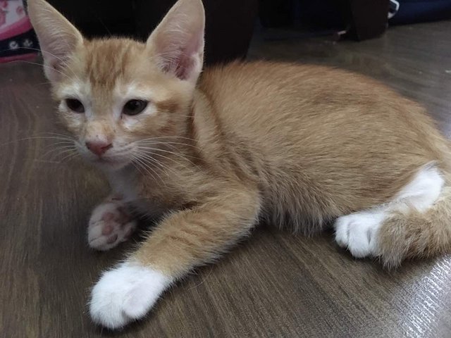 Kittens Available For Adoption  - Mixed Breed Dog