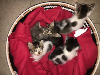 3 Lovely Kittens  - Tortoiseshell + American Shorthair Cat