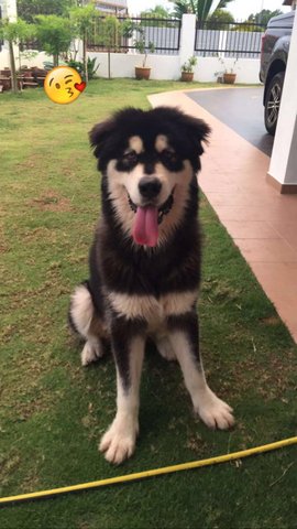 Vader - Alaskan Malamute Dog