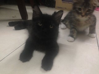 Cookies &amp; Brownies - Domestic Long Hair + Domestic Medium Hair Cat