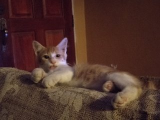 Chance - Giving Away  - Tabby Cat