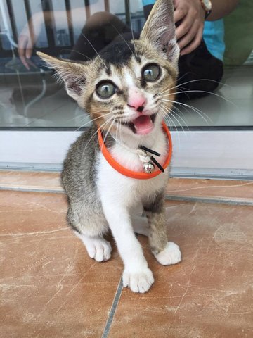 Ding Dong - Domestic Short Hair Cat