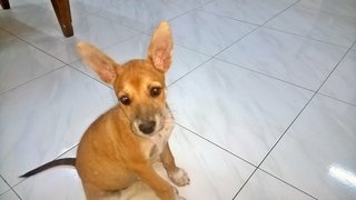 Four Babies - Jack Russell Terrier + Basset Hound Dog