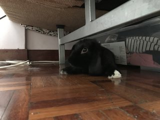 Dobby - Holland Lop Rabbit