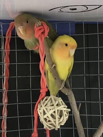 Love Bird Pair, Green &amp; Yellow - Lovebird Bird