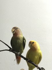 Love Bird Pair, Green &amp; Yellow - Lovebird Bird