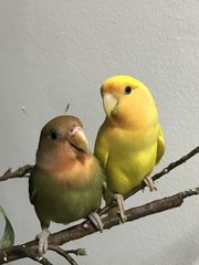 Love Bird Pair, Green &amp; Yellow - Lovebird Bird