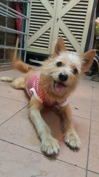 Toto - Silky Terrier Mix Dog