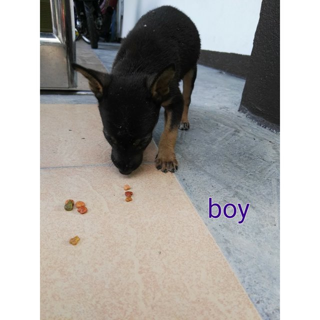 Young Puppies And Mama - Mixed Breed Dog