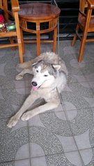 Malamutes  - Alaskan Malamute Dog