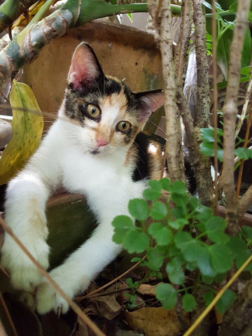 Sweets - Calico Cat