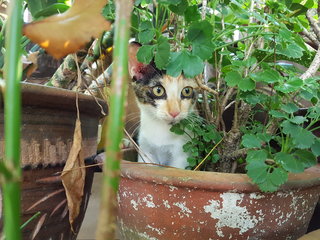 Sweets - Calico Cat