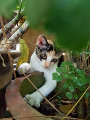 Sweets - Calico Cat