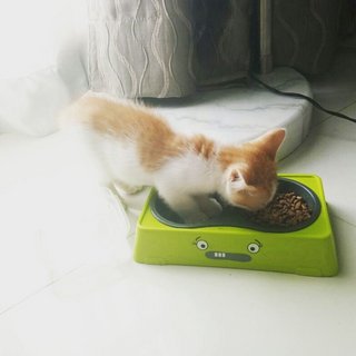 Tt A.k.a Klcc - Domestic Medium Hair Cat