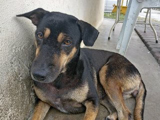 Blackie (Spayed) - Mixed Breed Dog