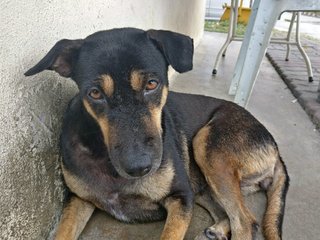 Blackie (Spayed) - Mixed Breed Dog