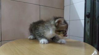 Furbie 2 - Domestic Medium Hair + Domestic Long Hair Cat