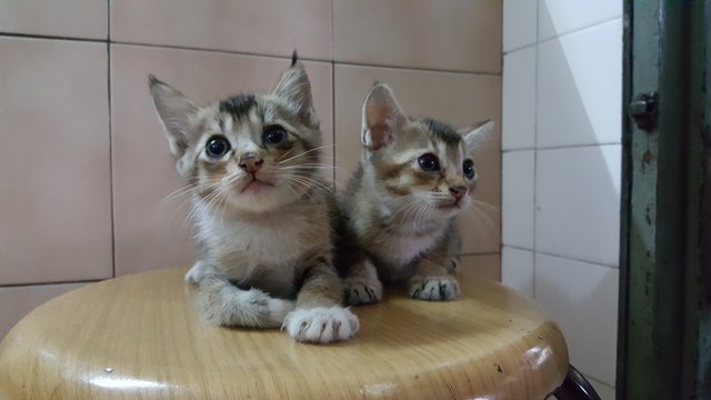 Mohawk Babies - Domestic Short Hair Cat