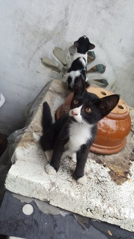 Tuxedo Boy - Domestic Short Hair Cat