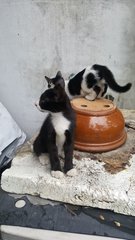 Tuxedo Boy - Domestic Short Hair Cat