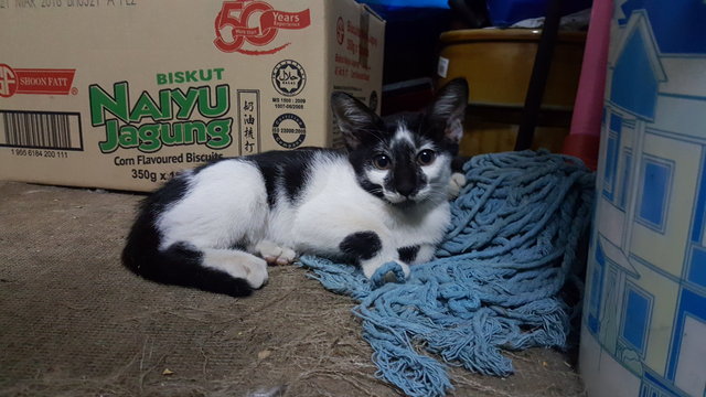 Spotty Girl - Domestic Short Hair Cat