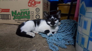 Spotty Girl - Domestic Short Hair Cat