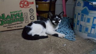 Spotty Girl - Domestic Short Hair Cat