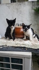 Spotty Girl - Domestic Short Hair Cat