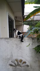 Spotty Girl - Domestic Short Hair Cat