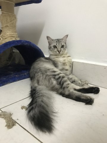 Mulan - Domestic Medium Hair Cat