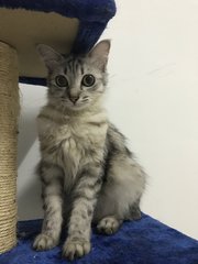 Mulan - Domestic Medium Hair Cat