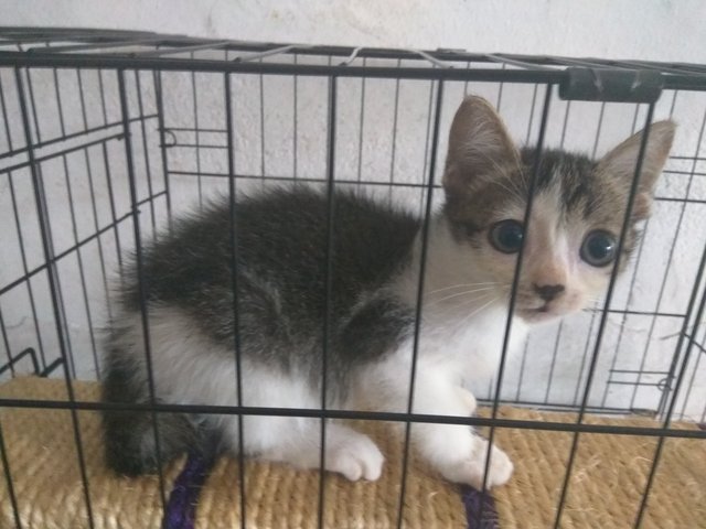 Unnamed - Domestic Short Hair Cat