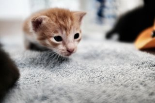 4-week-old Gingy Khan.