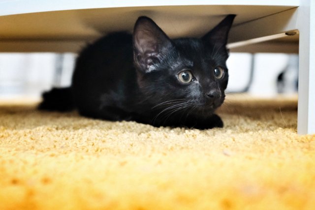 Baby Bearclaw - Domestic Short Hair Cat