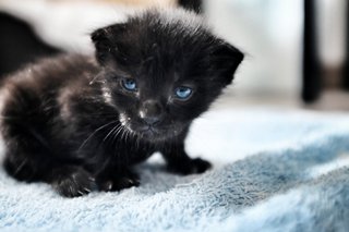 4-week-old Baby Bearclaw.