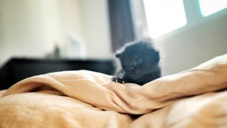 Baby Bearclaw enjoying high thread count duvet.