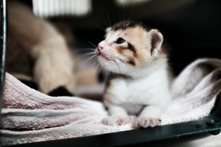 4-week-old Daring Ronda.