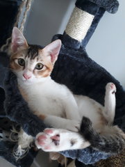 Daring Ronda chilling in her favourite basket.